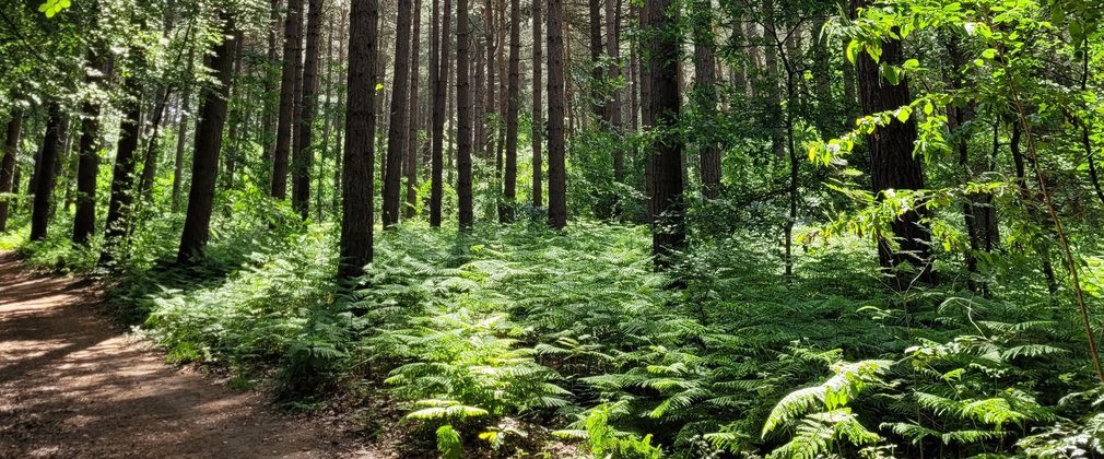 Forest walking trail 