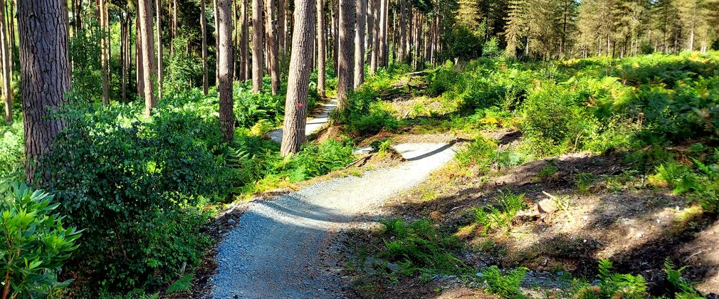 Delamere Forest Blue trail