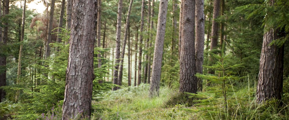 Conifer trees in springtime