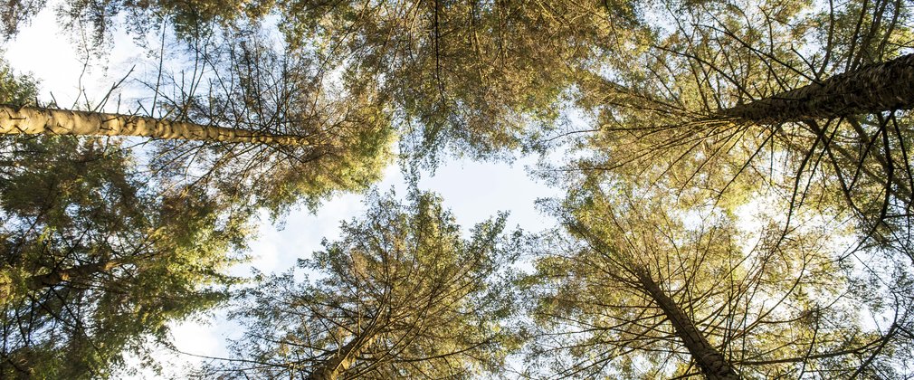 Conifer canopy generic