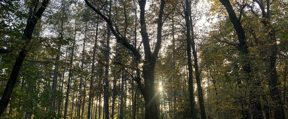 trees in golden hour