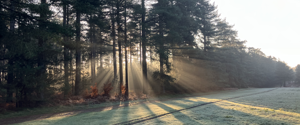 frosty sunrise through pine trees