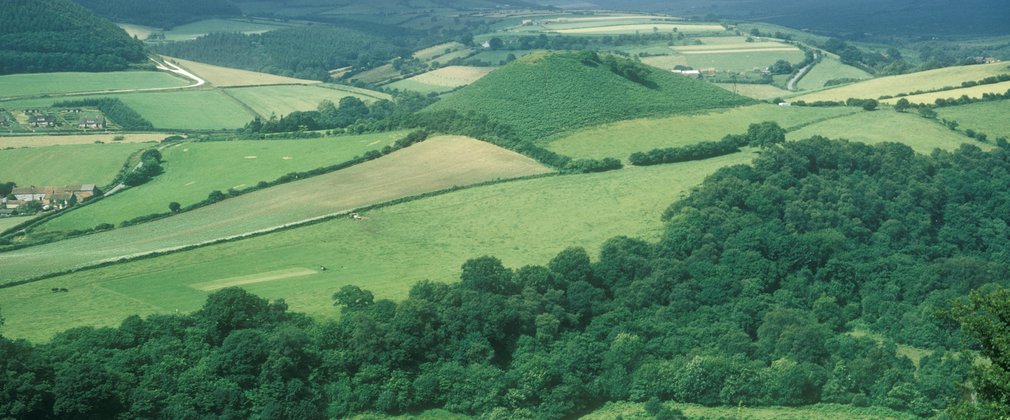 Broxa Wood