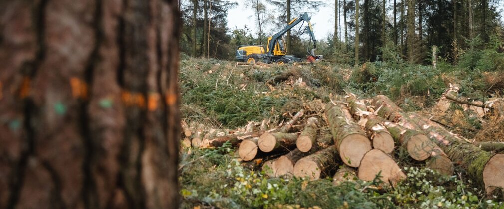 Looking past a conifer tree to a distant harvesting machine