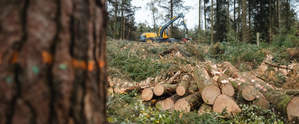 Looking past a conifer tree to a distant harvesting machine