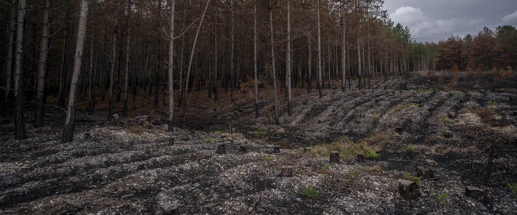 Result of forest fire