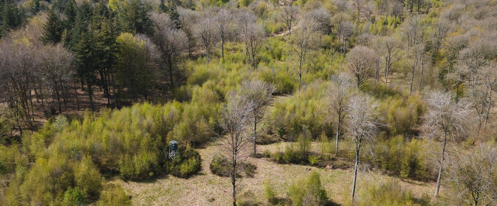 Aerial view of woods and glade