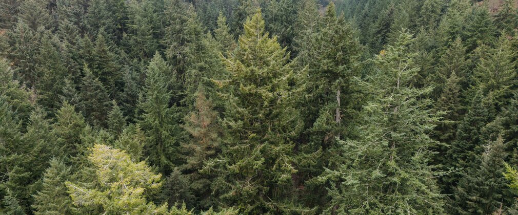 Wide landscape photo of England's Tallest Tree on a grey wintry day