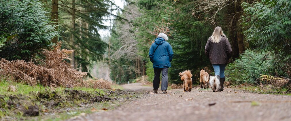 Two women walking along a track in a forest with two dogs