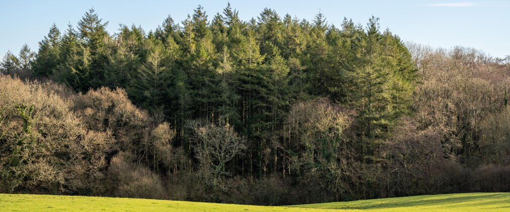 Image of new woodland creation site in Devon, showing open arable fields meeting existing woodland