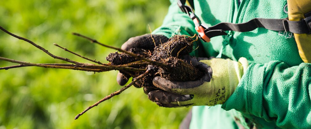 Image of Forestry England staff member holding tree sapling ready to be planted