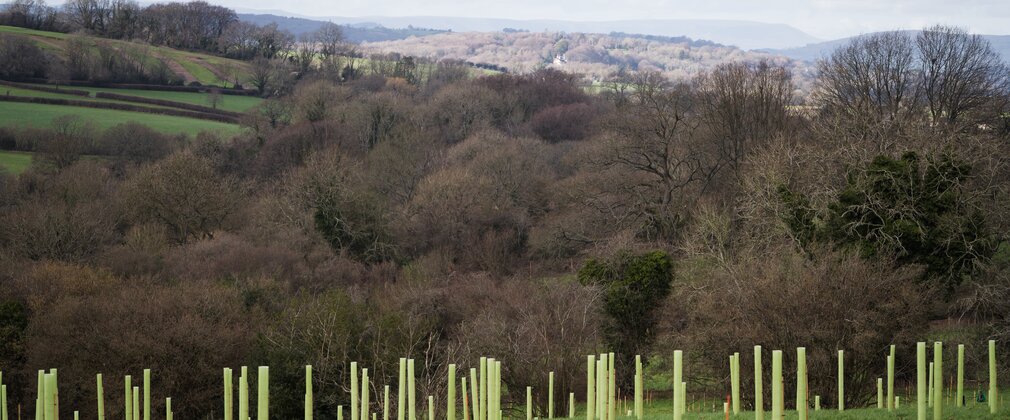 Tree tubes in a field with views across to mature woodland.