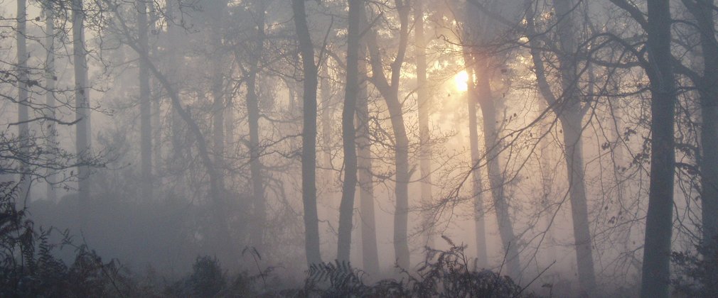 Sunrise in a conifer forest 