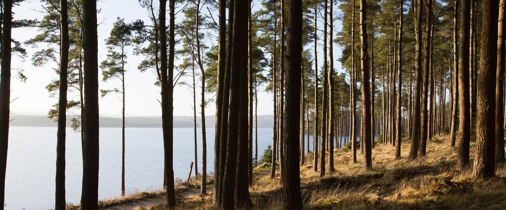 Kielder Forest and Water Park view through trees