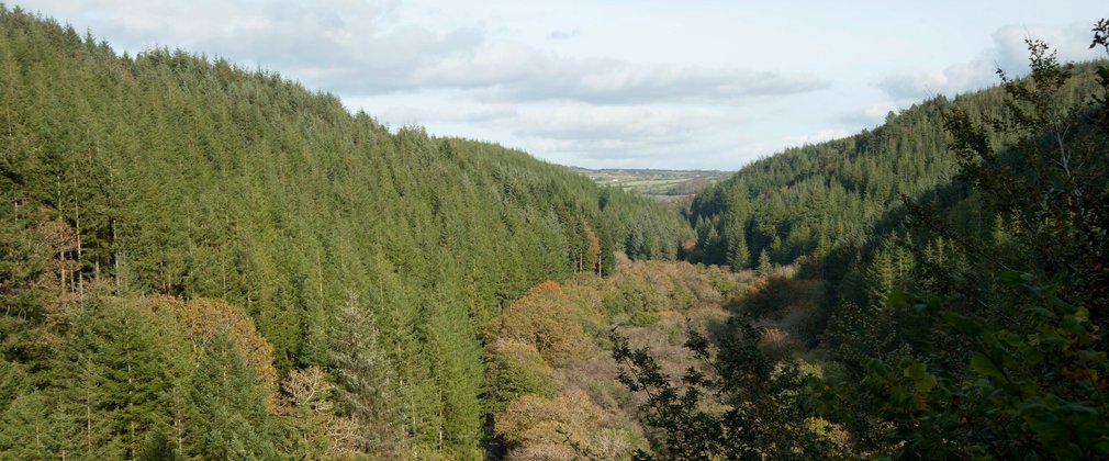 View over the valley and conifer forest 
