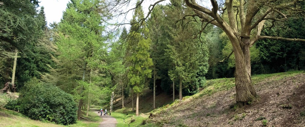 Path through the trees 