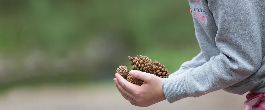 Child collecting fir cones in the forest
