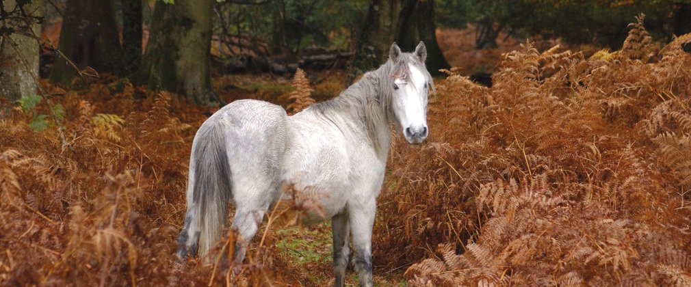 A wild pony grazing in the New Forest 