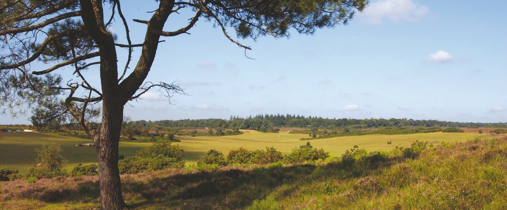 Views over the heather and open forest in the New Forest 
