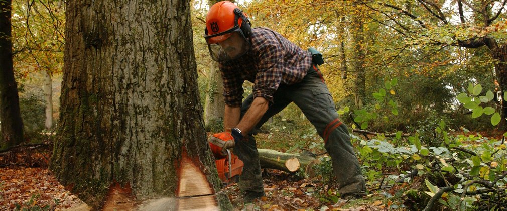 Man cutting down a large tree with a chainsaw