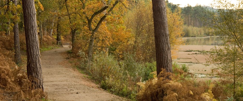 Forest with lakeside path 