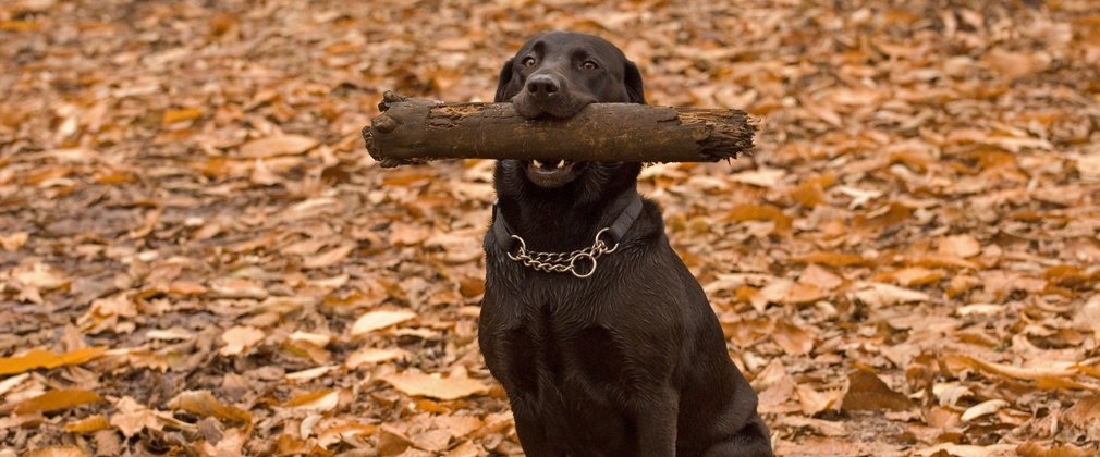 Dog with stick in his mouth, happy on a walk