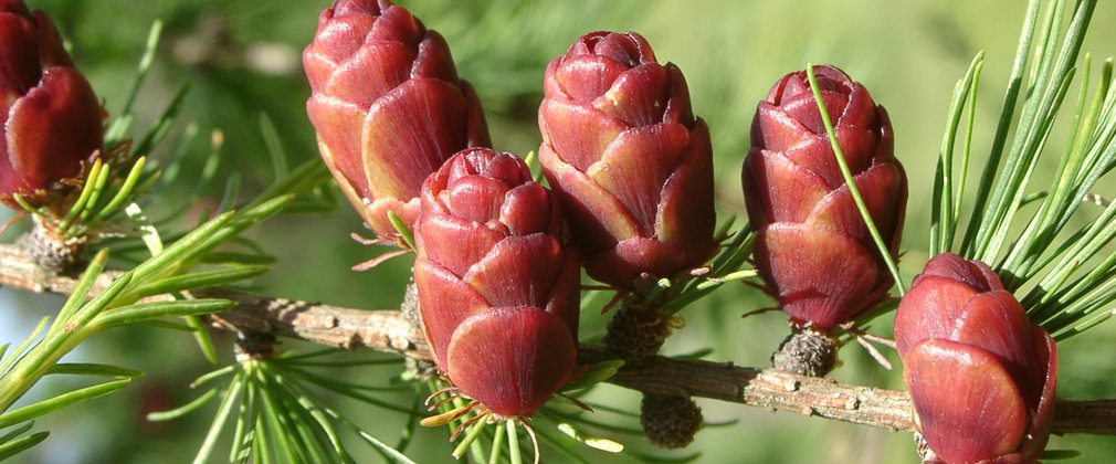 Pine cones Larix