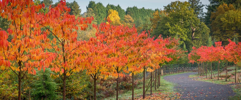 Avenue of cherry trees with autumn leaves