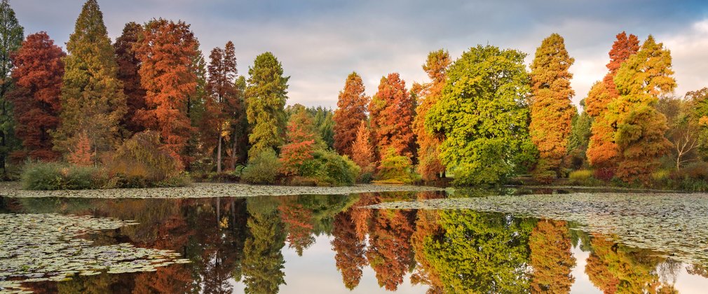 View over the lake with trees in autumn