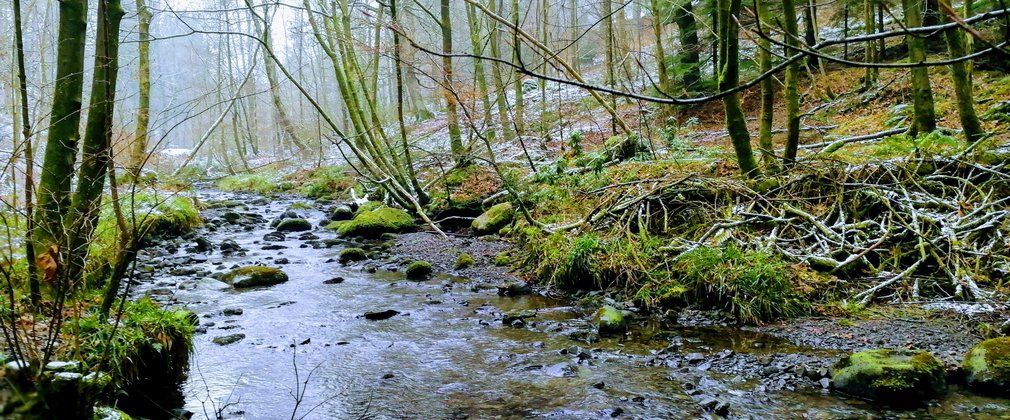 River running through the woodlands 