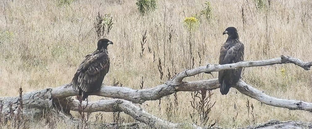 two juvenile white-tailed eagles sat on perch 