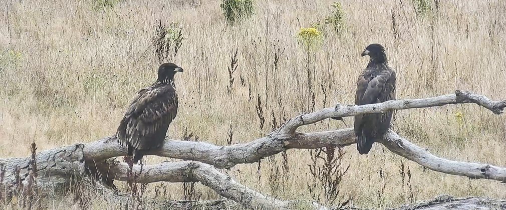 two juvenile white-tailed eagles sat on perch