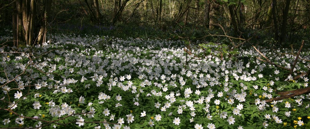 Wood anenome in coppice at Westonbirt Arboretum