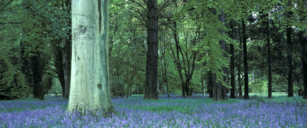 Bluebells with trees