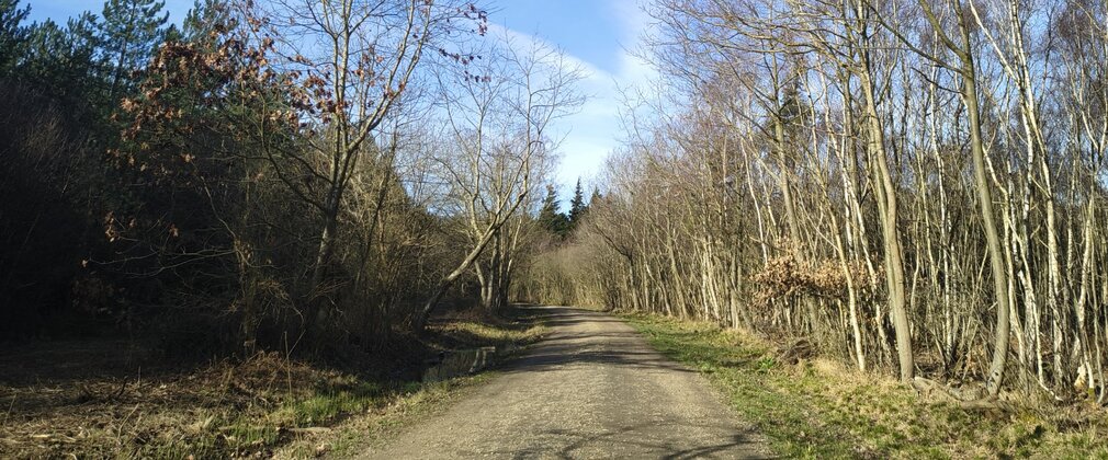 A view along a forest road with blue sky