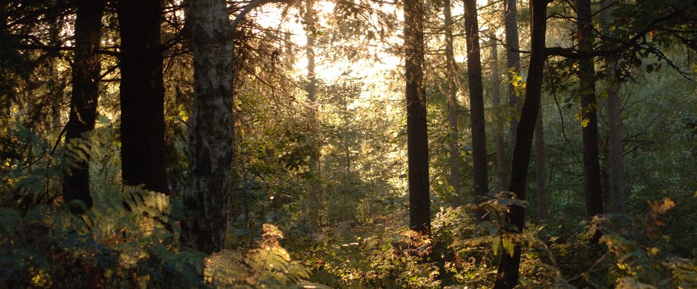 Sun rays through trees