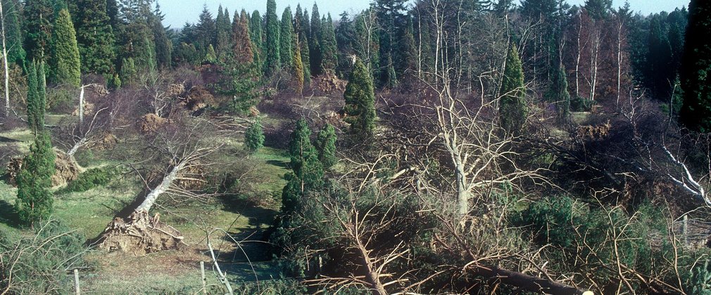 The great storm 1987 at Bedgebury 