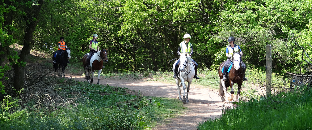 Horse riders riding through the forest on a sunny day