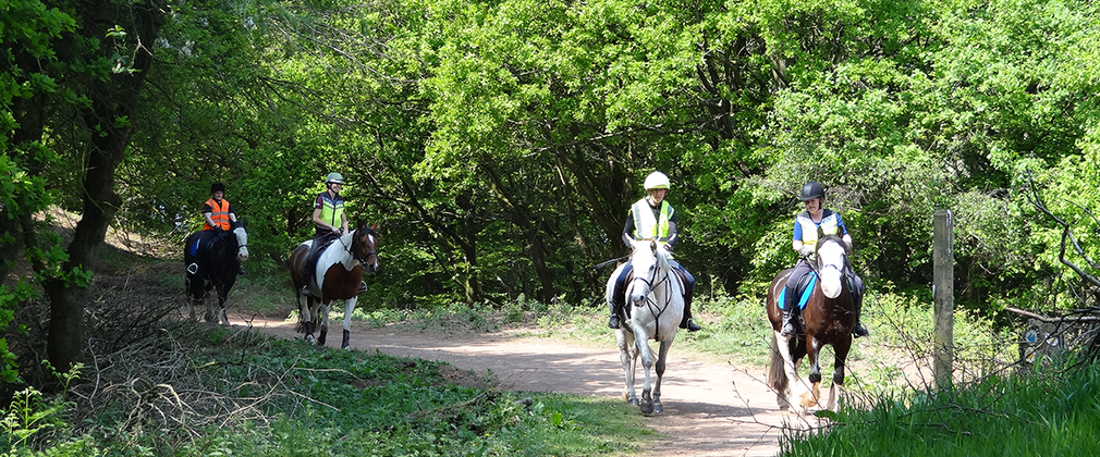 Horse riders riding through the forest on a sunny day