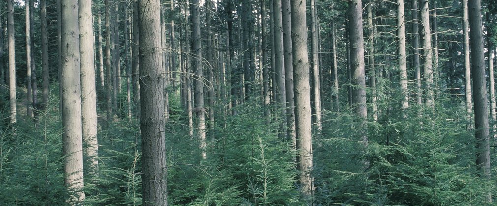 Douglas fir