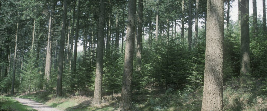 Somerford Common