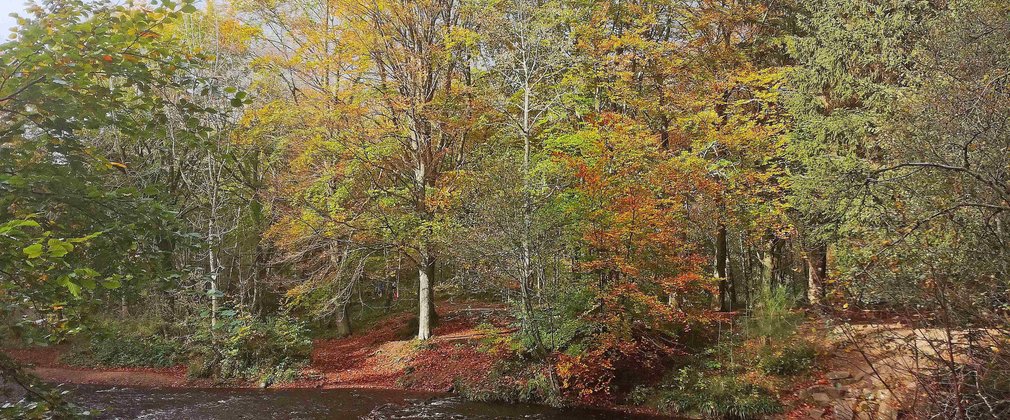 Hamsterley Grove Beck riverside