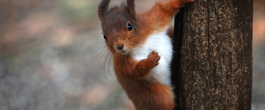 Red squirrel in Kielder Forest