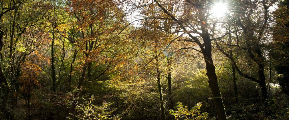 Sun shining through the trees in autumn 