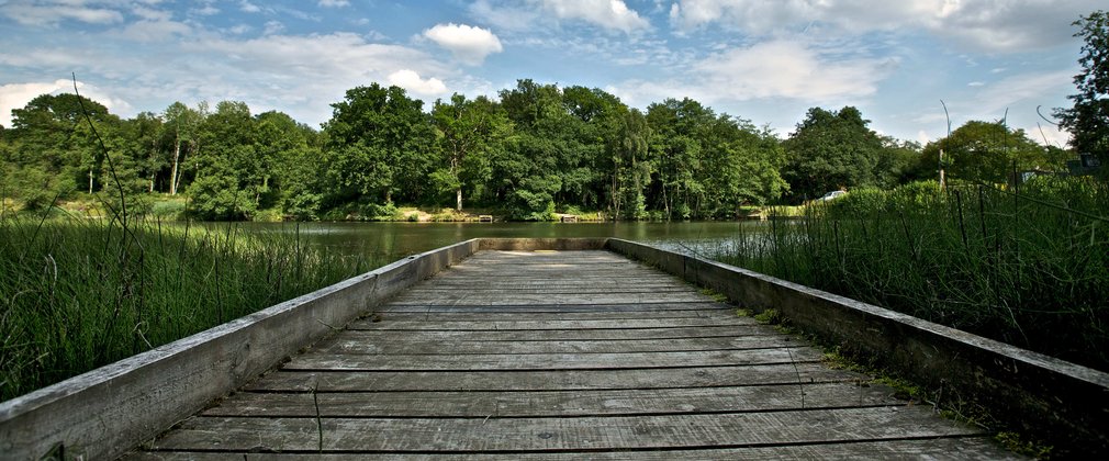 Viewing platform over a woodland lake 