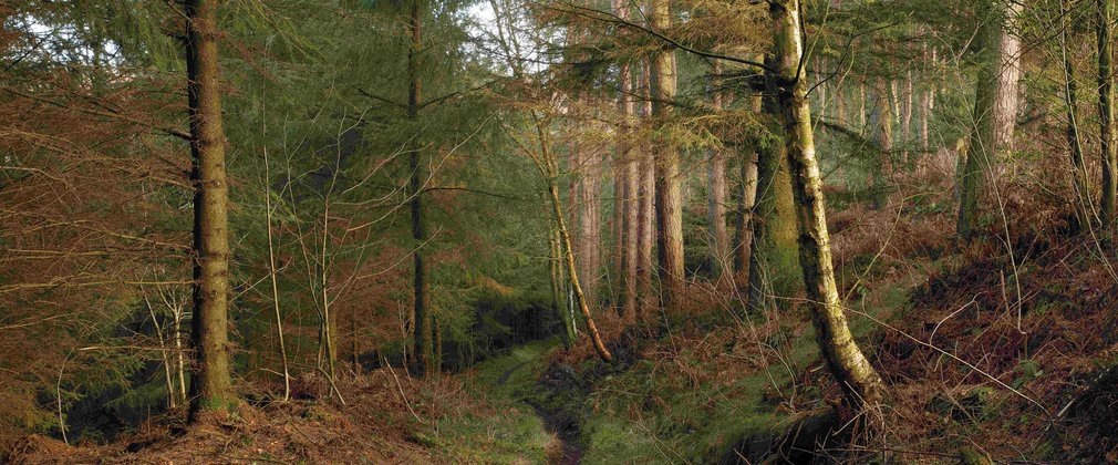 Path through the trees in a conifer woodland 