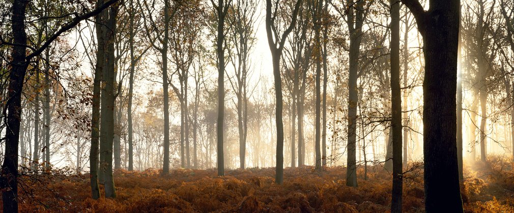 misty morning in the woodland 