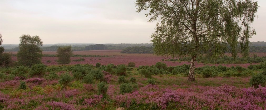 Heathland in the New Forest National Park 