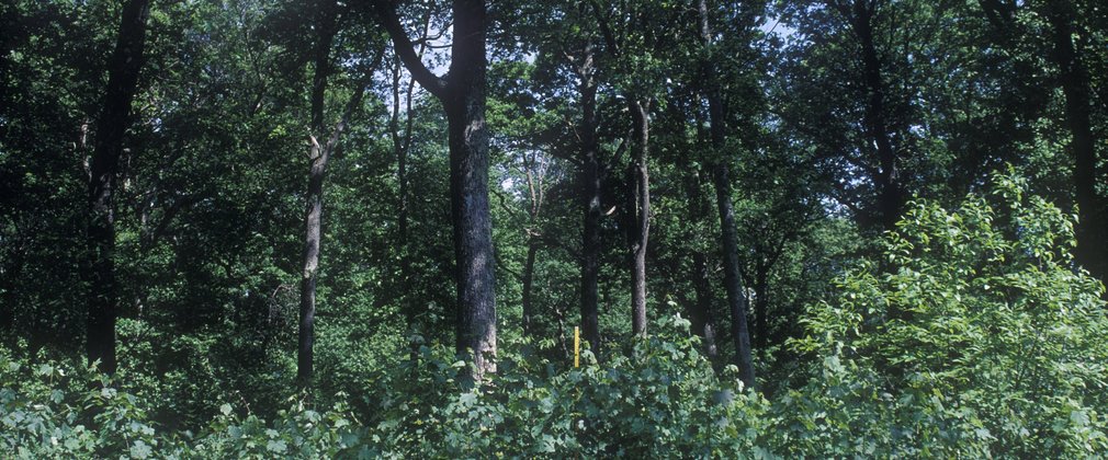 Thieves Wood