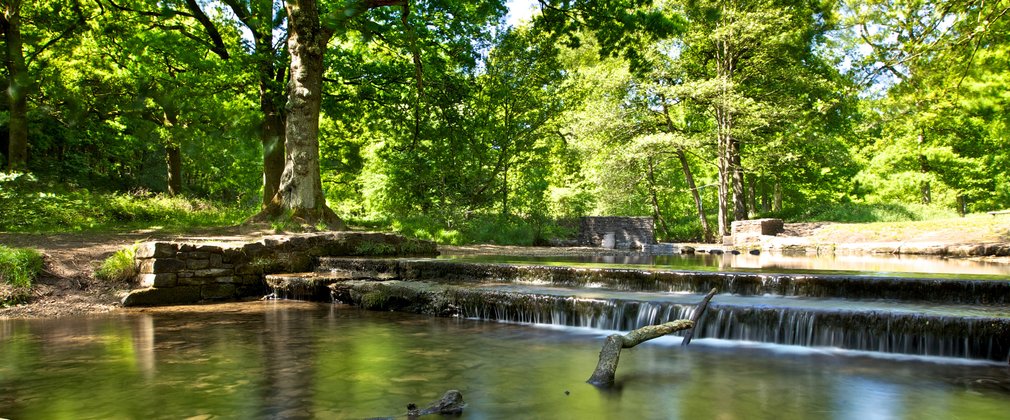 Woodland stream with sunshine